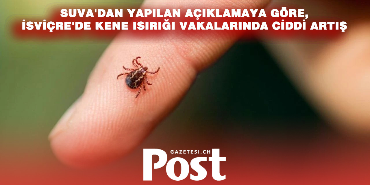 İSVİÇRE’DE KENE ALARMI: VAKA SAYISI SON YILLARIN ZİRVESİNDE