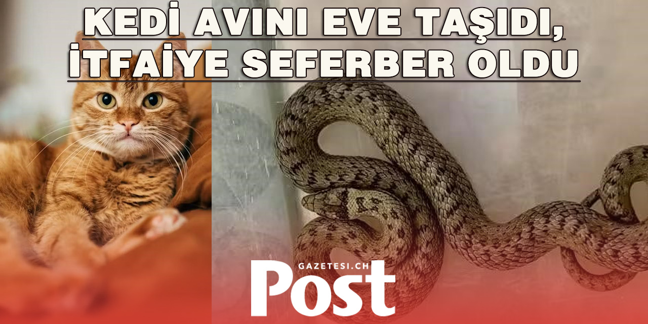 Kedinin Eve Getirdiği Yılan Panik Yarattı