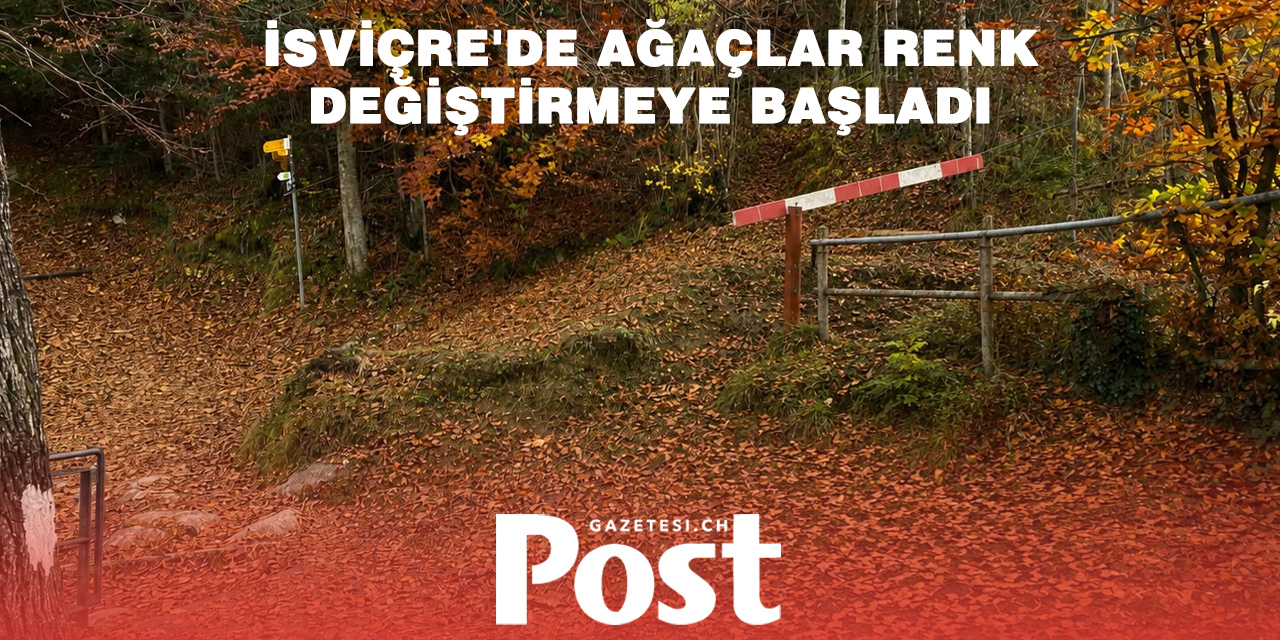 İsviçre ormanlarında alarm: Ağaçlar yaz ortasında sonbaharı yaşamaya başladı