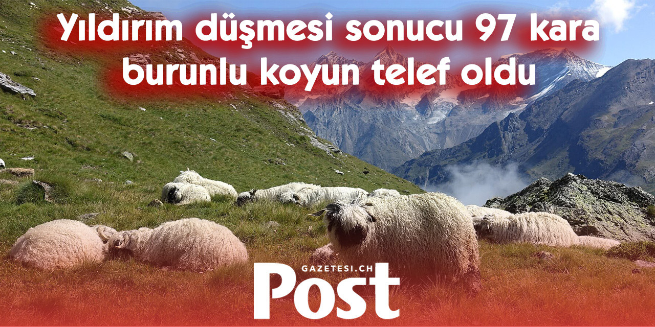 İsviçre’nin ünlü kara burunlu koyunları yıldırımın kurbanı oldu