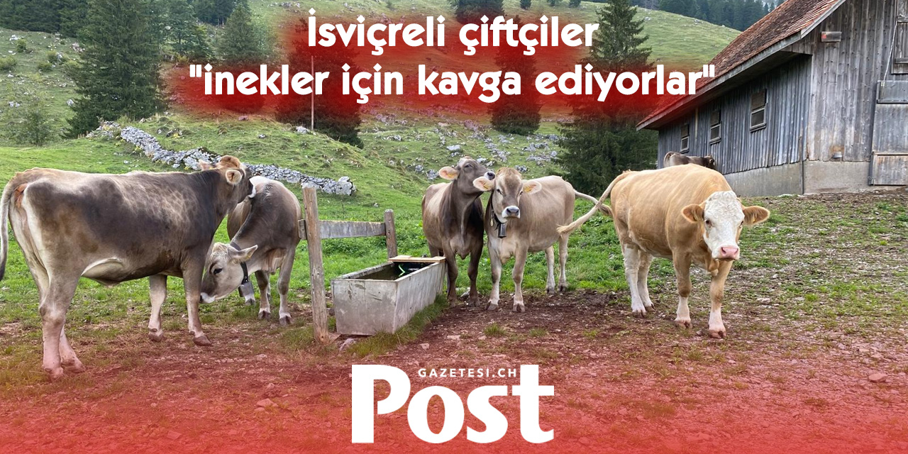 Kuraklık İsviçreli çiftçiyi vurdu: İnekler erken kesime gönderiliyor