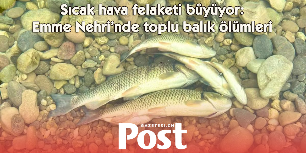 Kuraklık Emme Nehri’ni vurdu: Binlerce balık yaşam mücadelesi veriyor