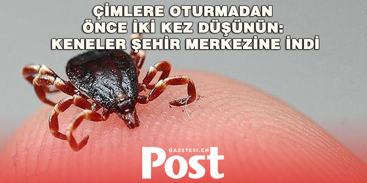 Şehir parklarında da kene alarmı: Uzmanlardan İsviçrelilere önemli uyarı