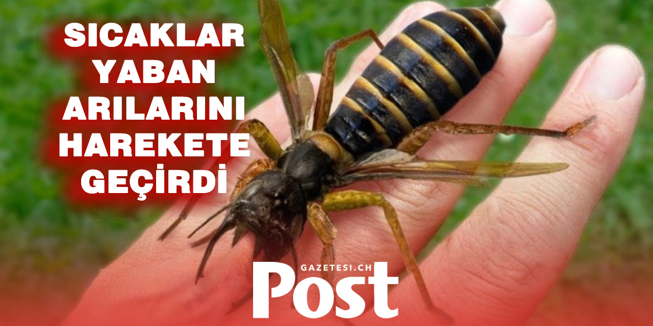 İsviçre’de yaban arısı alarmı: Yuva sayısı rekor seviyeye ulaştı
