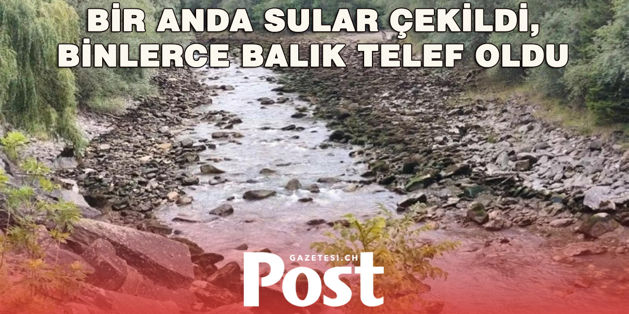 Enerji santralindeki arıza binlerce balığın ölümüne yol açtı