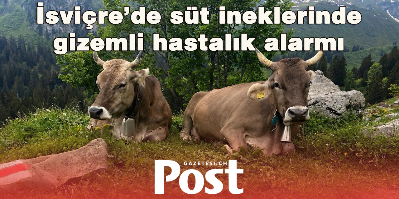 İsviçre’de gizemli hayvan hastalığı alarmı