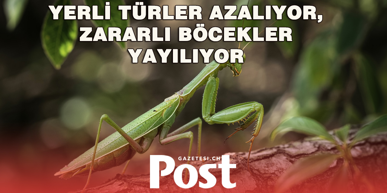 İsviçre’de Sıcak Havanın Sessiz Kurbanları: Böceklerin Yaşam Alanları Değişiyor