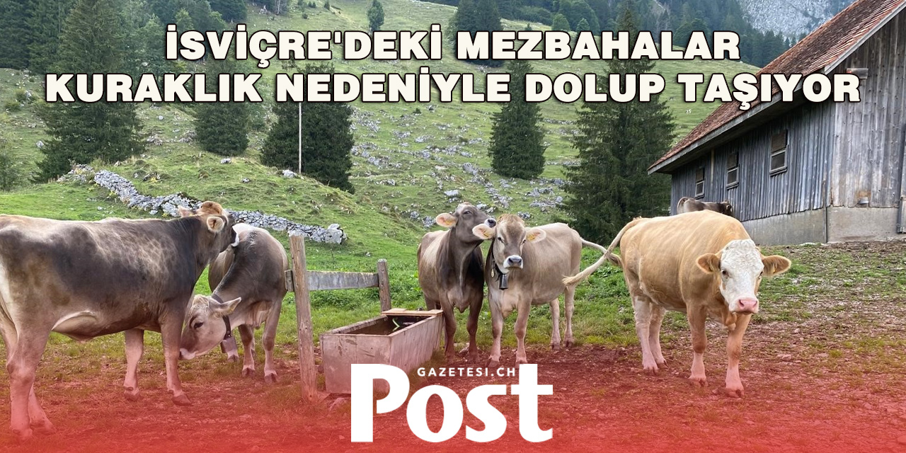 Kuraklık İsviçreli Çiftçileri Zorluyor: İnekler Erken Kesime Gönderiliyor