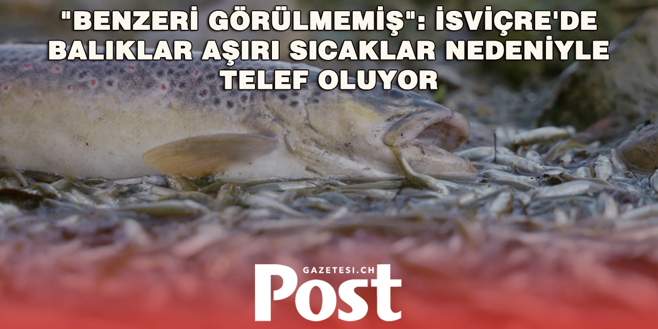 İsviçre’de Sıcaklar Balıkları Vurdu: Yüz Binlercesi Telef Oldu