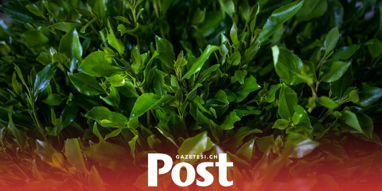 Paris Havalimanında 144 Kilo Khat: İsviçre Vatandaşı Gözaltına Alındı