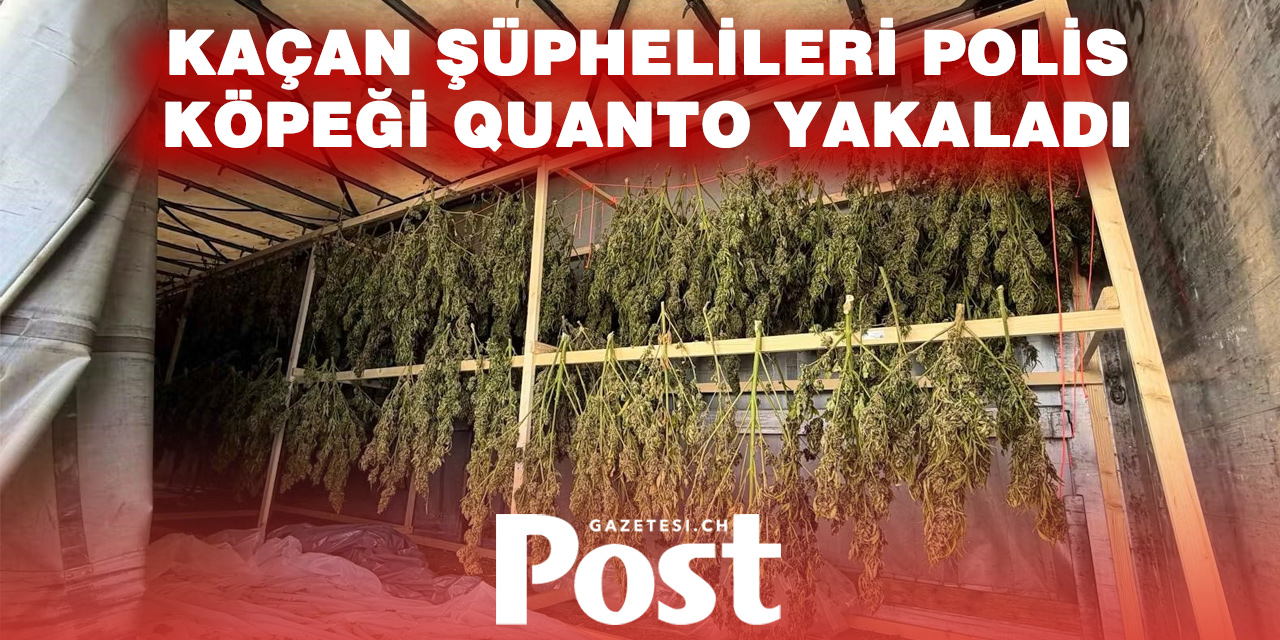 Luzern’de Kenevir Tarlasına Baskın