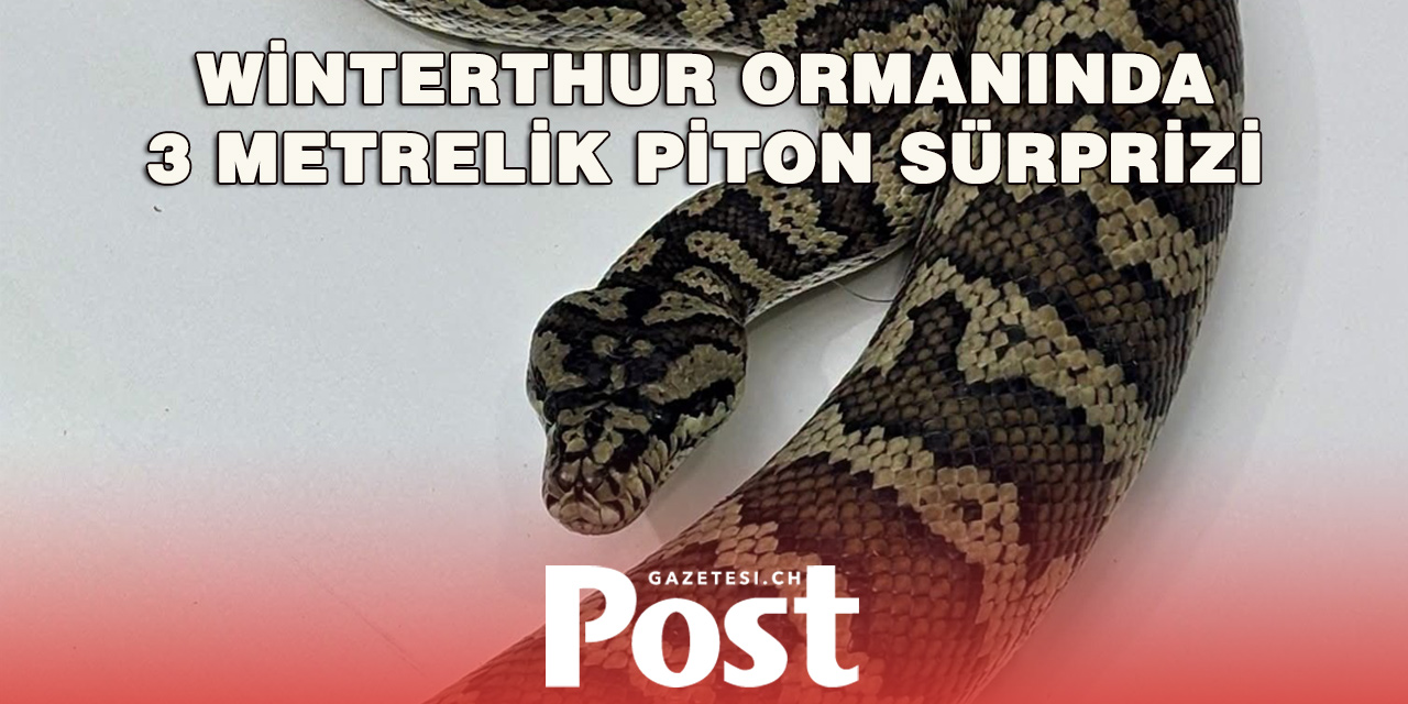 Winterthur’da 3 Metrelik Piton Bulundu: Sahibi Aranıyor