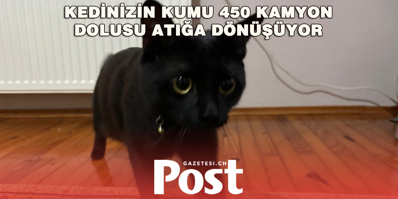 Zürih’ten Kedi Sahiplerine Çağrı: Mineral Kumu Bırakın
