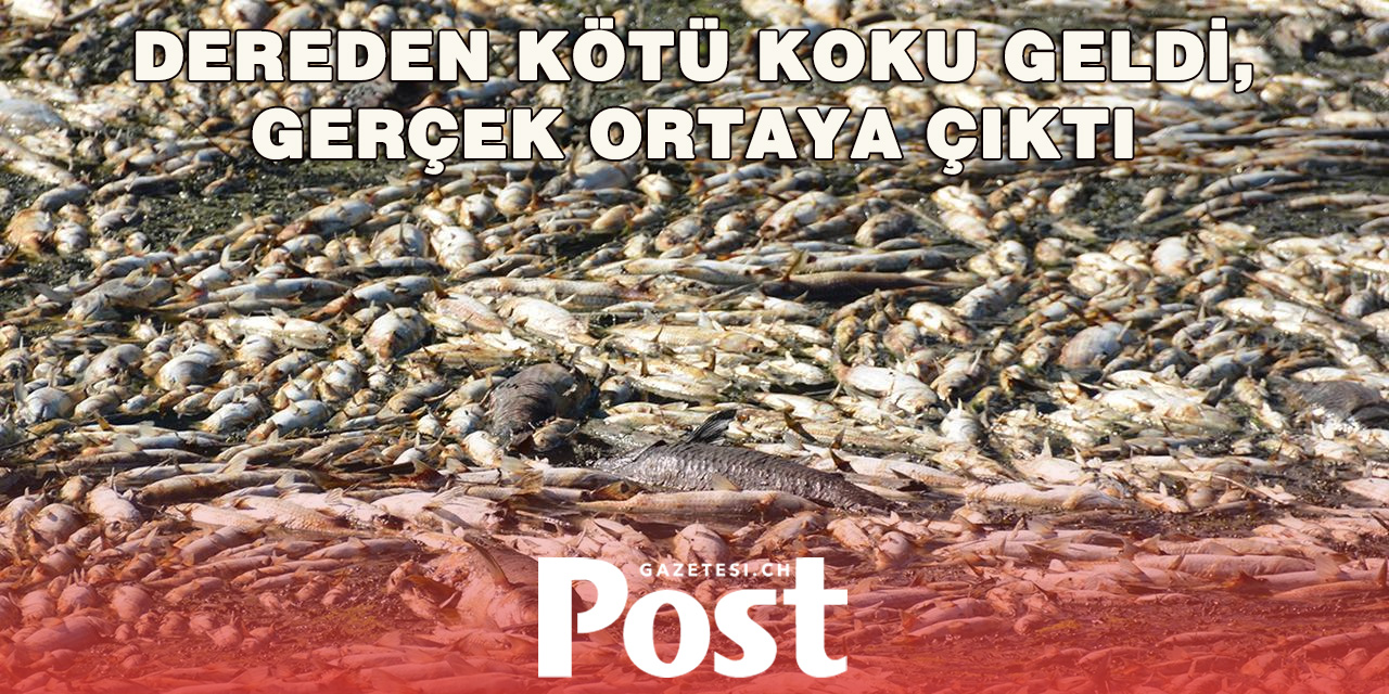 Yanlış Bağlanan Boru Dereyi Kirletti: Çok Sayıda Balık Öldü