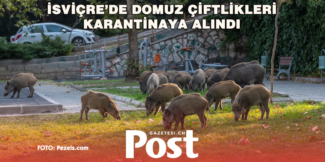 İsviçre’de Bulaşıcı Domuz Hastalığı: 10 Bin 500 Hayvan Kesildi veya İtlaf Edildi