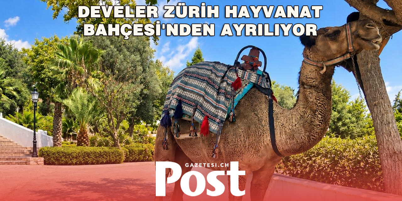 Zürih’in Dört Devesi İçin Yeni Bir Hayat Başladı