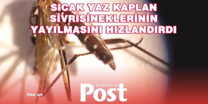 Cenevre’de Kaplan Sivrisineği Hızla Yayılıyor