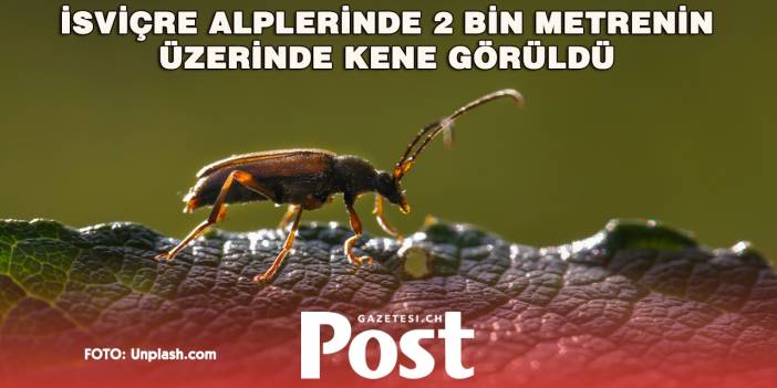 Graubünden’de Keneler 2 Bin Metrenin Üzerine Çıktı