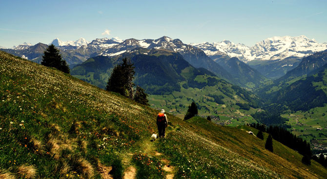 gulkocher2.jpg